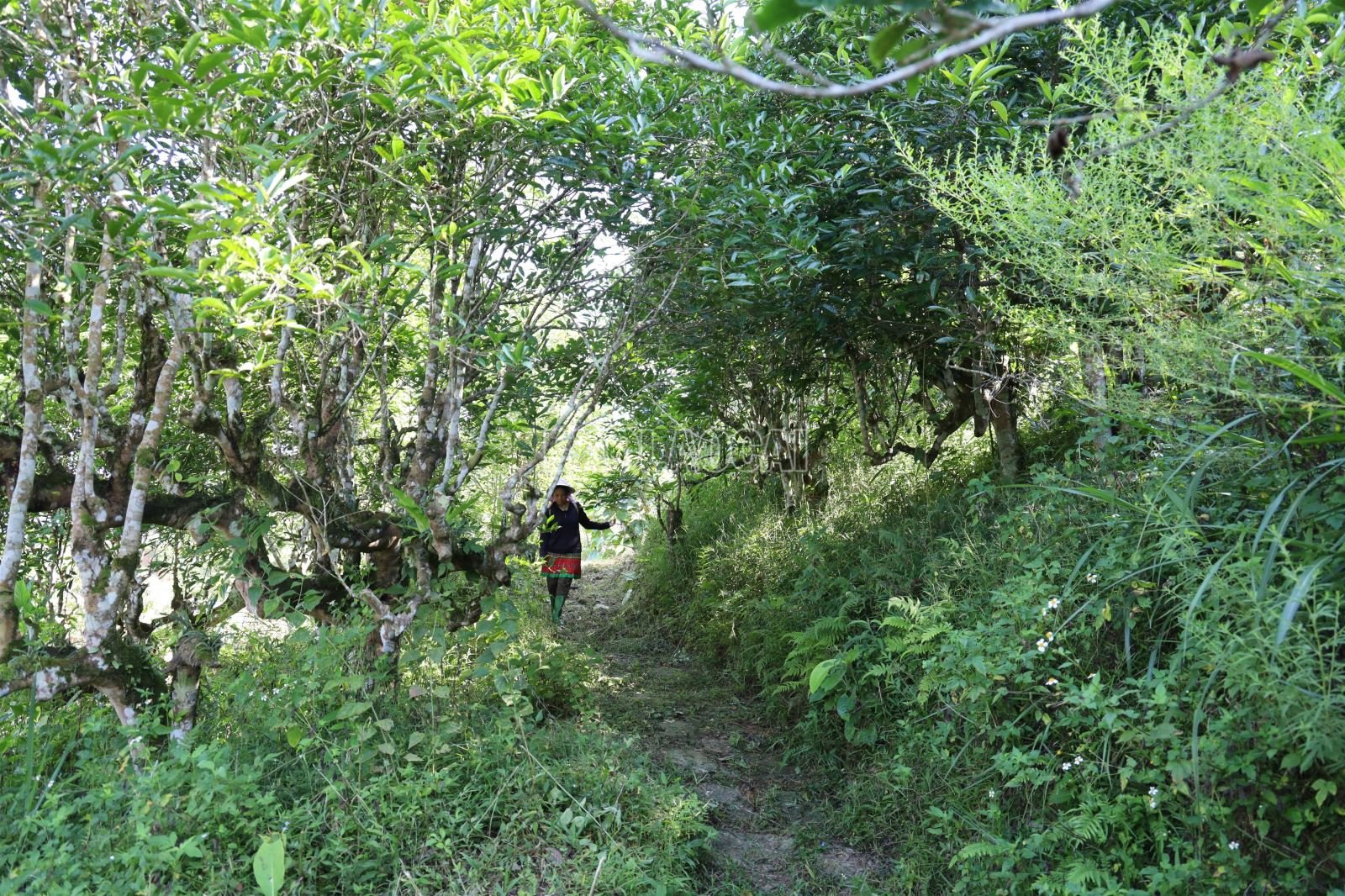 ចំណងជើងរូបថត