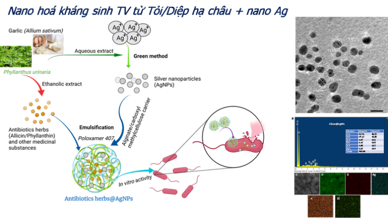 Νανοχημική αντιβιοτική τηλεόραση από το Garlic/Phyllanthus urinaria + nano Ag.
