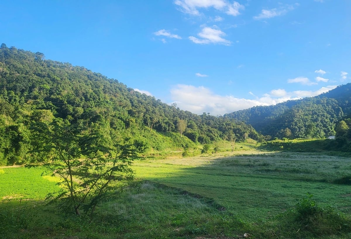 Rừng Mường Nhà, tỉnh Điện Biên. Ảnh: Hoàng Châu.