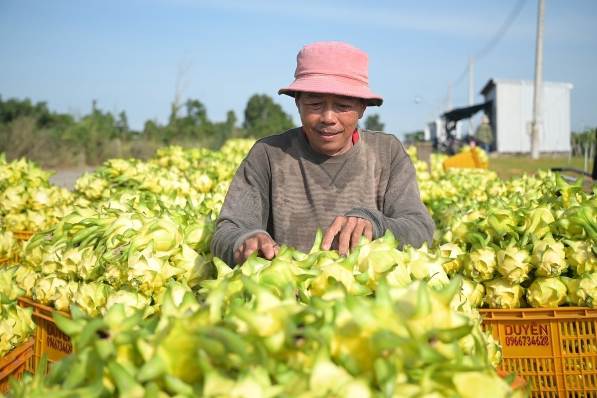 Г-н Буй Минь Конг из деревни №7 коммуны Хамтхуан, Ламдонг, сказал, что сельское хозяйство теперь опирается не только на опыт, но и на данные. Сокращение выбросов помогает садоводству стать более устойчивым и открывает выход на требовательные рынки. Фото: Фам Хоай. Anh Bùi Minh Công ở thôn 7, xã Hàm Thuận, Lâm Đồng cho biết, làm nông giờ không chỉ dựa vào kinh nghiệm mà phải dựa trên dữ liệu. Sản xuất giảm phát thải giúp vườn bền hơn và mở cánh cửa vào các thị trường khó tính. Ảnh: Phạm Hoài.