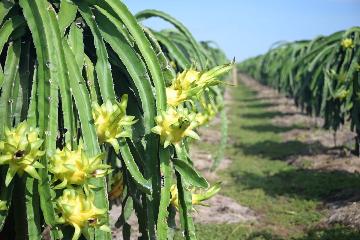 Производство зелёной питахайи способствует повышению стоимости сельскохозяйственной продукции и расширению возможностей экспорта в Японию, Южную Корею и Европу — на рынки с очень высокими стандартами выбросов углерода. Фото: Фам Хоай. Việc sản xuất thanh long theo hướng xanh giúp nâng cao giá trị nông sản, đồng thời mở rộng cơ hội xuất khẩu sang Nhật Bản, Hàn Quốc và châu Âu – những thị trường đặt tiêu chuẩn rất cao về phát thải carbon. Ảnh: Phạm Hoài.