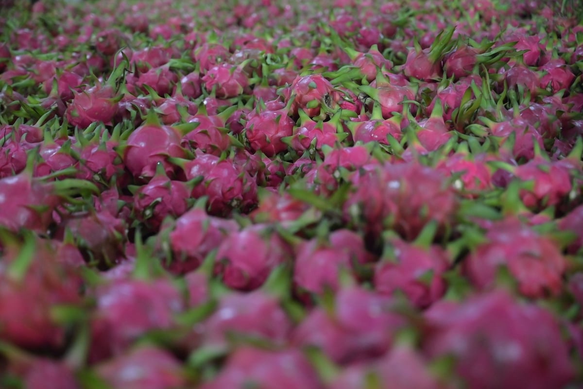 Чтобы достичь цели «Чистый ноль», Лам Донгу необходимо расширить политику «зелёного» кредитования, стимулировать предприятия инвестировать в экологически чистое сельское хозяйство и модернизировать инфраструктуру для обслуживания производства. Фото: Фам Хоай. Để đạt mục tiêu Net Zero, Lâm Đồng cần mở rộng chính sách tín dụng xanh, khuyến khích doanh nghiệp đầu tư vào nông nghiệp sạch, đồng thời nâng cấp hạ tầng phục vụ sản xuất. Ảnh: Phạm Hoài.