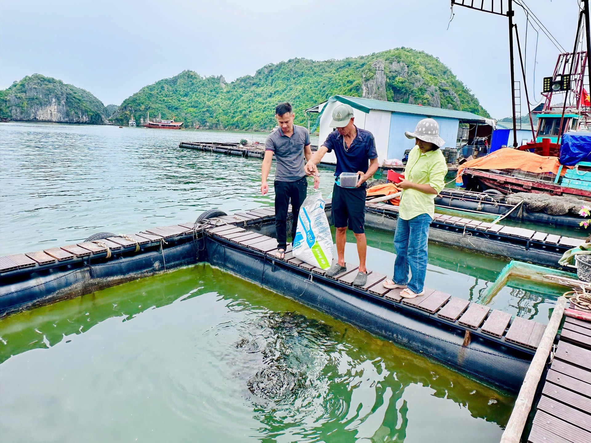 ផលិតផលទាំងអស់នៃម៉ូដែលត្រូវបានធានា 100% ដែលជួយកសិករមានអារម្មណ៍សុវត្ថិភាពក្នុងផលិតកម្ម។ រូបថត៖ Huong Giang។ Toàn bộ sản phẩm của mô hình được liên kết bao tiêu 100%, giúp người nuôi yên tâm sản xuất. Ảnh: Hương Giang.