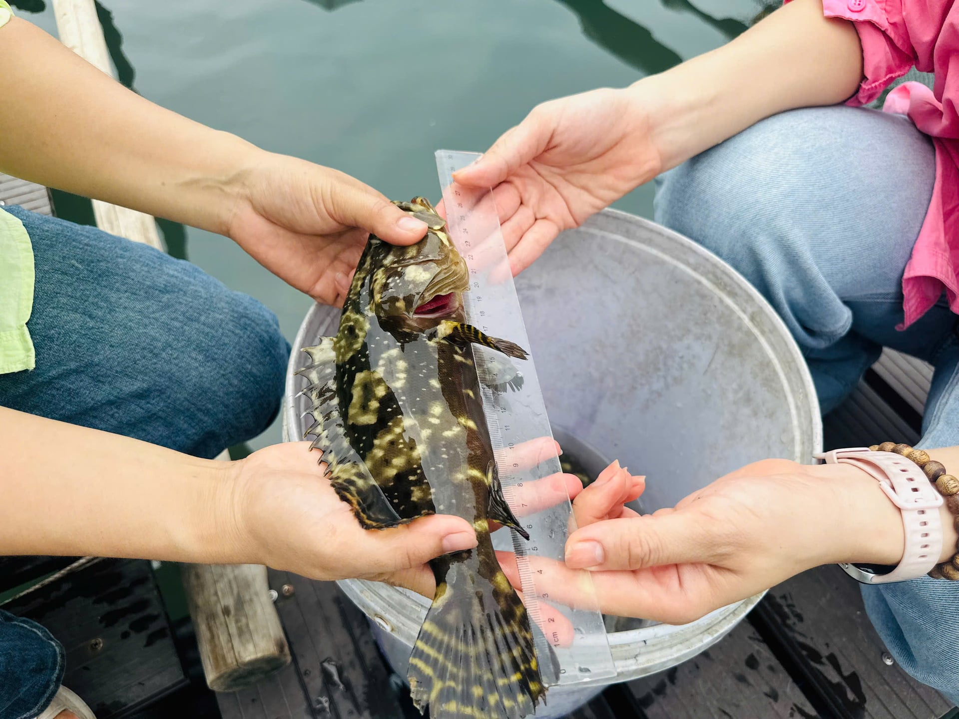 អត្រារស់រានរបស់ត្រីសម្រេចបាន ៧៥,៨% លើសពីគោលដៅដែលបានកំណត់; ទំហំប្រមូលផលជាមធ្យមគឺ 1.125 គីឡូក្រាម/ត្រី; ផលិតភាពឈានដល់ 17 គីឡូក្រាមក្នុងមួយម៉ែតគូប លើសពីផែនការដើម 13.3% ។ រូបថត៖ Huong Giang។ Tỷ lệ sống của cá đạt 75,8%, vượt mục tiêu đề ra; cỡ thu hoạch trung bình 1,125 kg/con; năng suất đạt 17 kg/m³, vượt 13,3% so với kế hoạch ban đầu. Ảnh: Hương Giang.