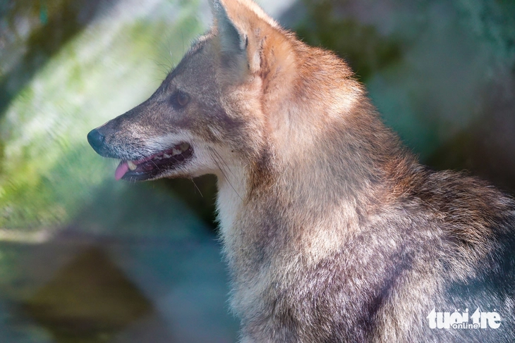 Động vật hoang dã - Ảnh 3.