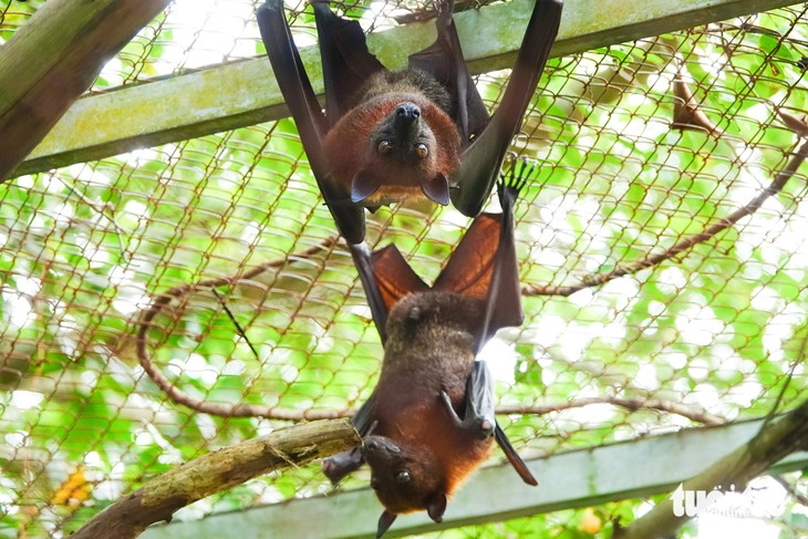 Bên trong khu cứu hộ động vật hoang dã quý hiếm bậc nhất miền Tây - Ảnh 7.