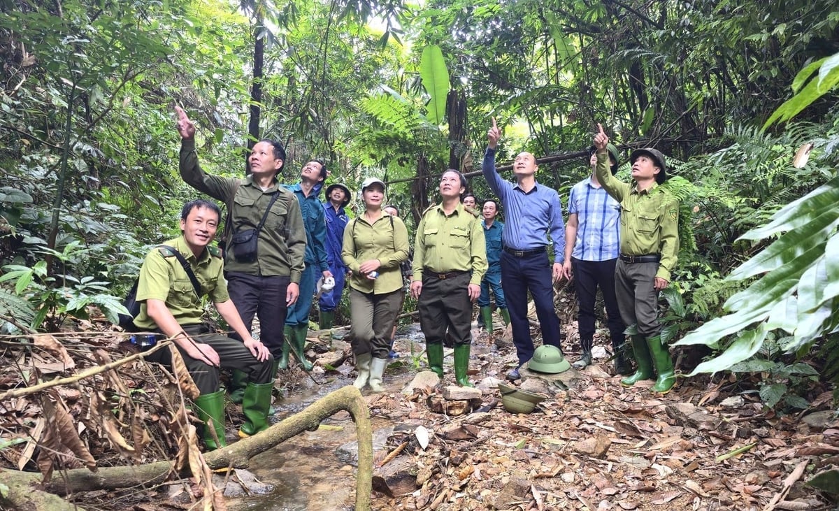 Lesní strážci Regionu IV pravidelně hlídkují a kontrolují oblast, kterou spravují. Foto: V. Vinh. Lực lượng kiểm lâm khu vực IV thường xuyên tuần tra, kiểm soát diện tích đơn vị được quản lý. Ảnh: V. Vinh.