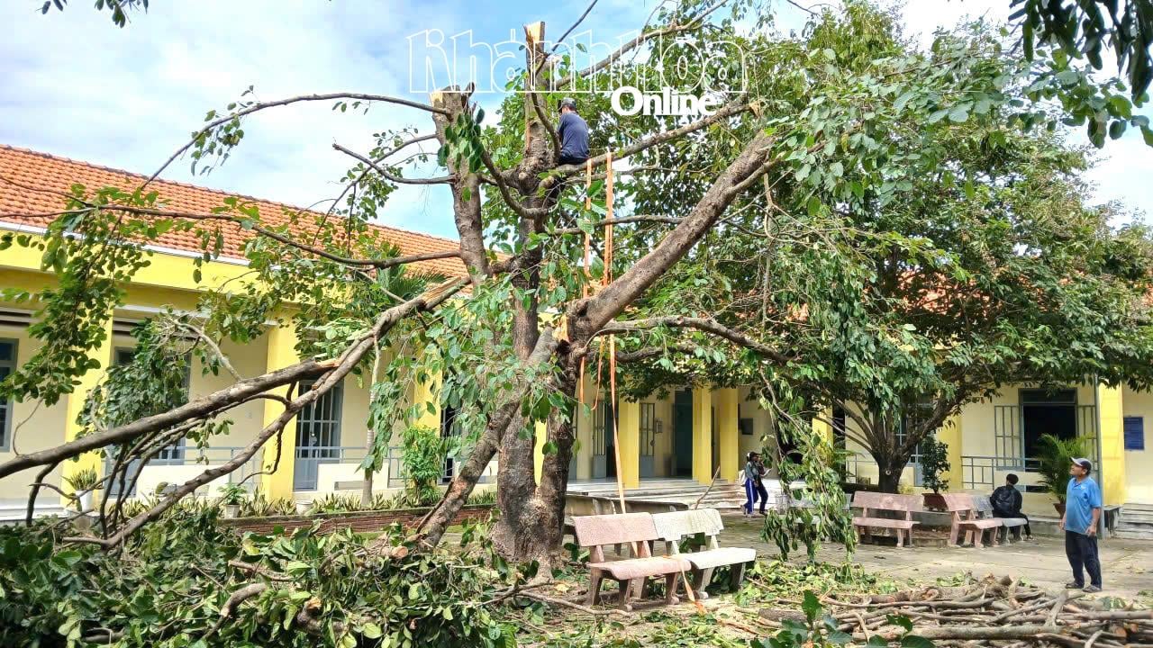 כוחות גיזום עצים נמצאים בסיכון ליפול.