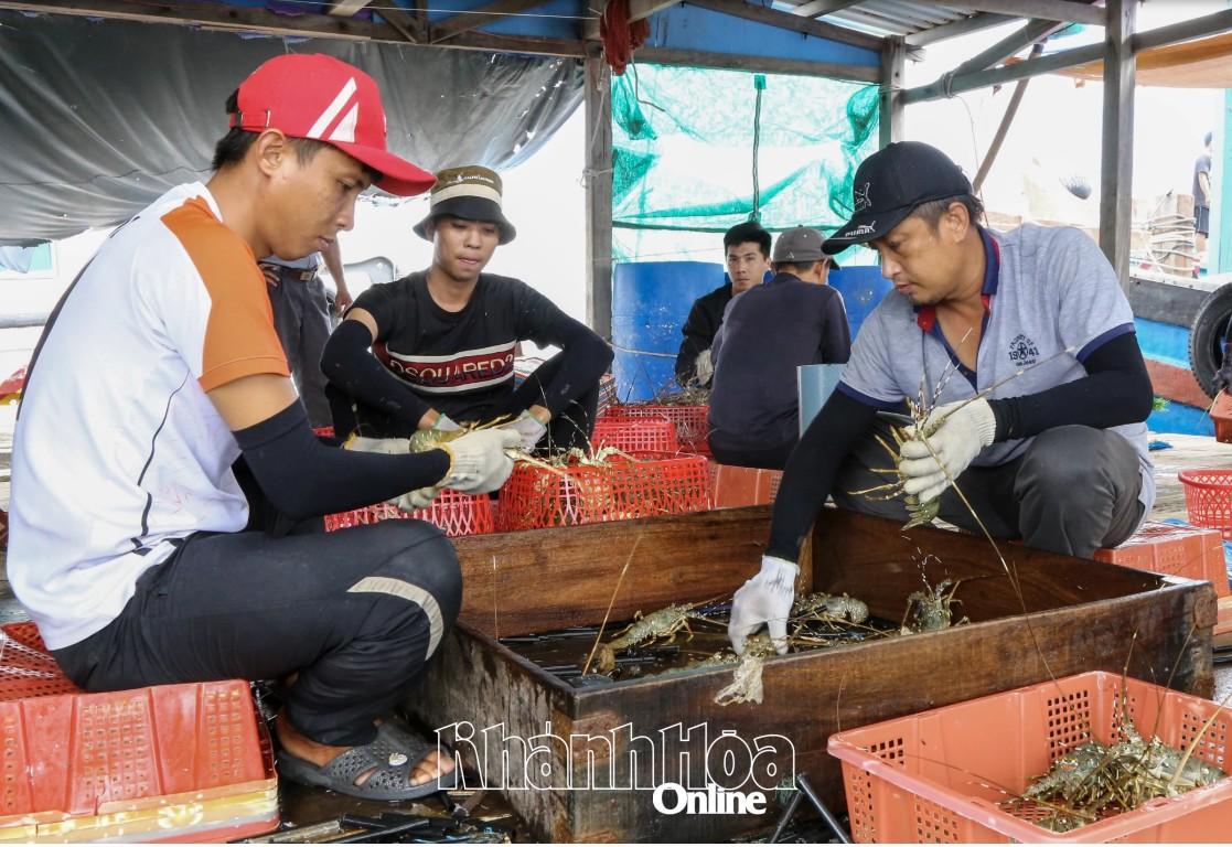 Les aquaculteurs de la province doivent récolter d'urgence les produits aquacoles qui ont atteint une taille commerciale.