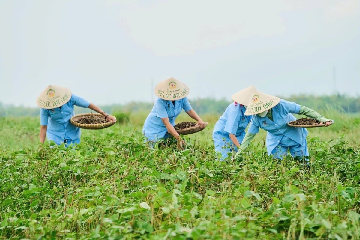 Sản phẩm của HTX Duy Oanh được sử dụng nguyên liệu có sẵn địa phương, do bà con nông dân trồng tại vùng Duy Xuyên. Ảnh: Lan Anh.
