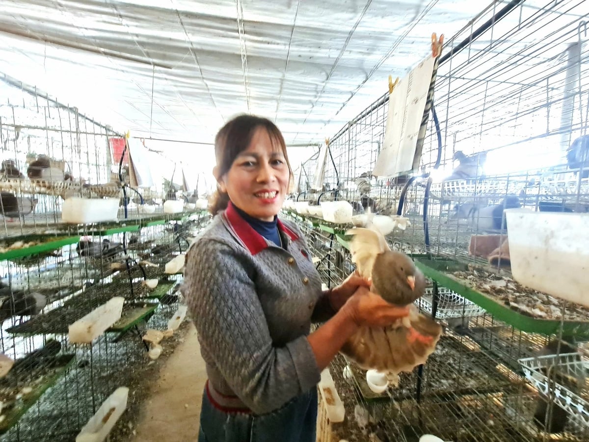 Trang trại nuôi chim bồ câu Pháp của gia đình chị Chiến mỗi tháng xuất bán ra thị trường hơn 2.000 con thương phẩm. Ảnh: Đào Thanh.