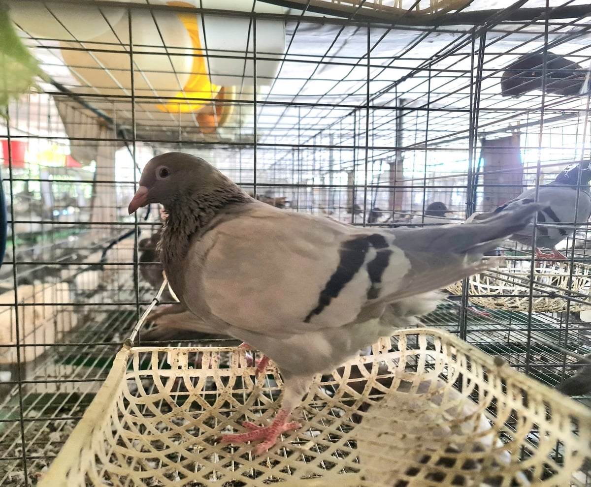 Chim bồ câu Pháp cho chất lượng thịt thơm ngon, được thị trường đón nhận. Ảnh: Đào Thanh.