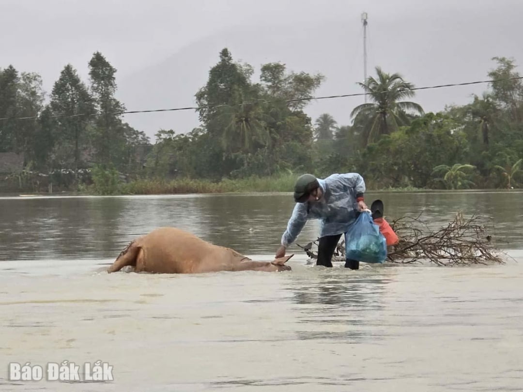 គោ​មួយ​ក្បាល​បាន​ងាប់​ដោយ​សារ​ទឹក​ជំនន់​អណ្តែត​លើ​ដី​លិច​ទឹក​ក្នុង​ឃុំ Hoa Thinh។