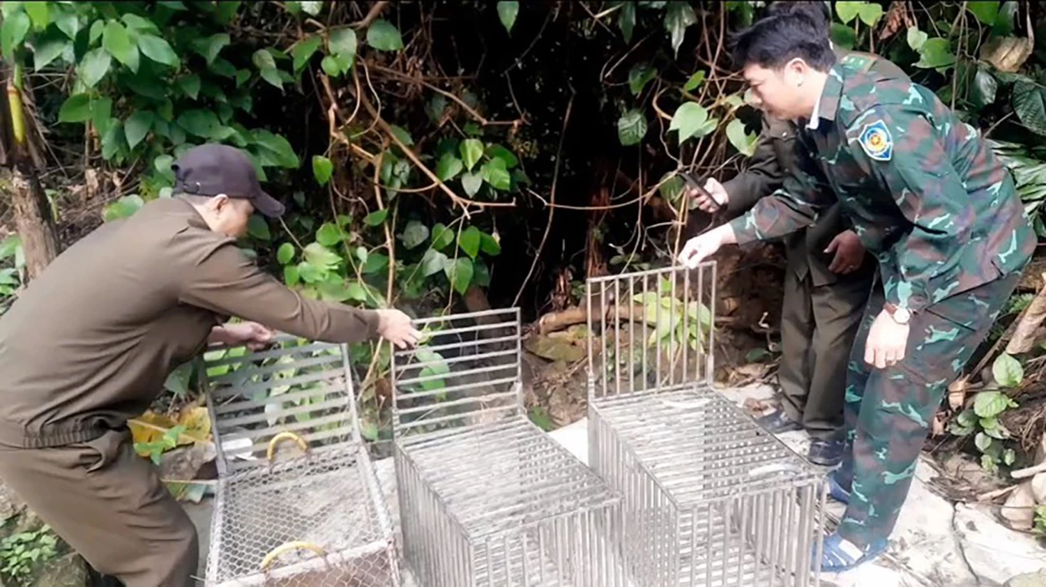 野生動物を自然環境に放つ - 写真: N.H