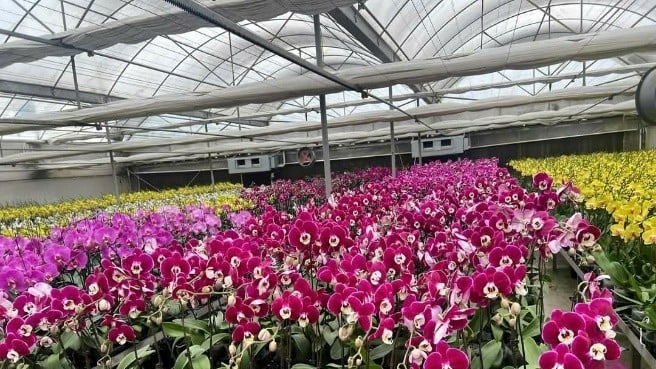 Model de producție a orhideelor ​​Phalaenopsis. (Foto: TL)