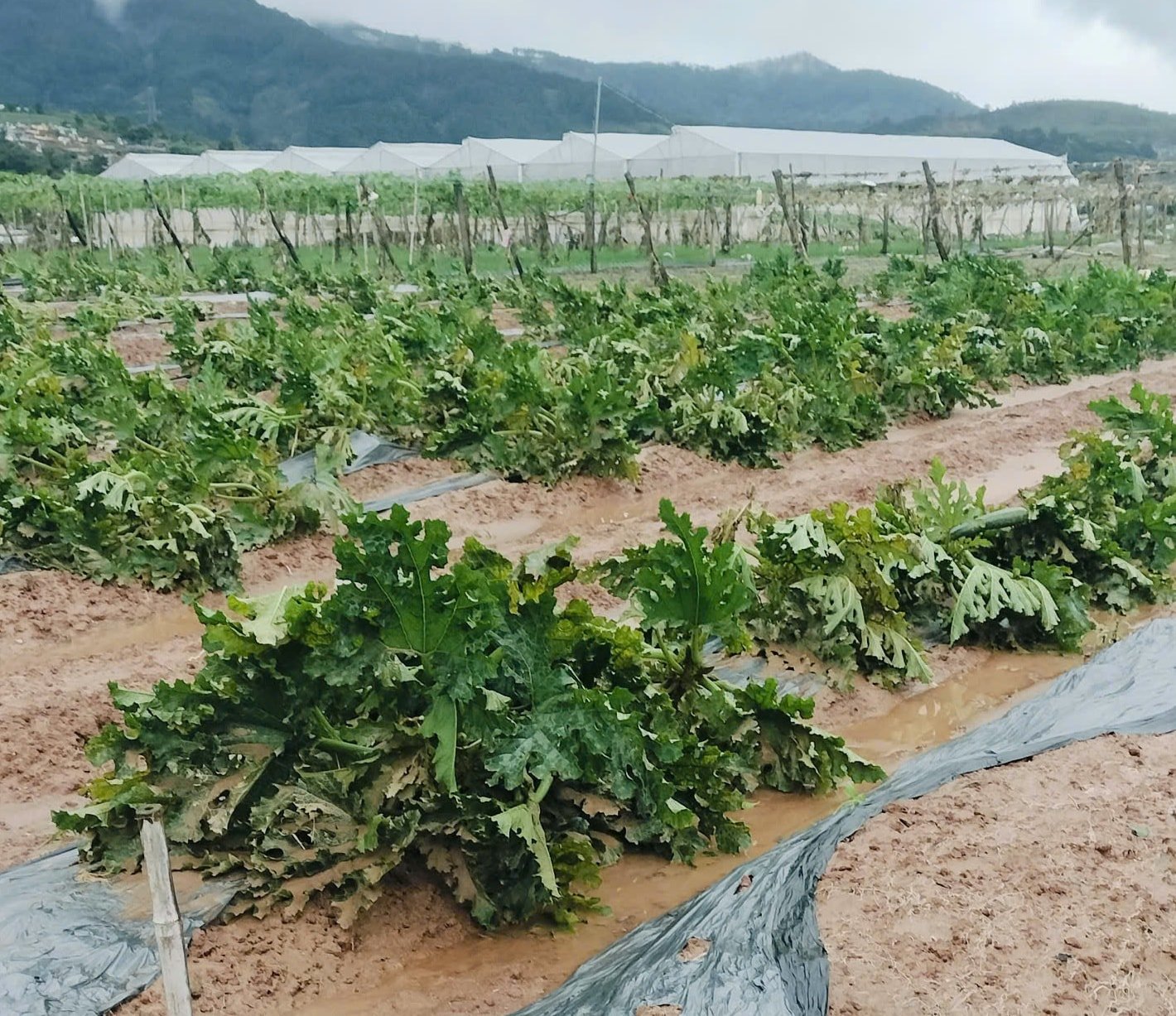 ជា​តំបន់​ដាំ​បន្លែ​ដែល​រង​ផល​ប៉ះពាល់​ដោយ​គ្រោះ​ធម្មជាតិ ដើម​ឈើ​ទ្រុឌទ្រោម។