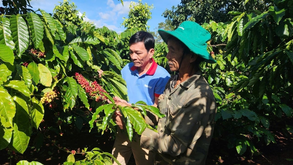 Tác giả tại vườn cà phê hữu cơ của ông Trần Minh Trí (thôn Ia Ring, xã Bờ Ngoong). Ảnh: Anh Tuấn.