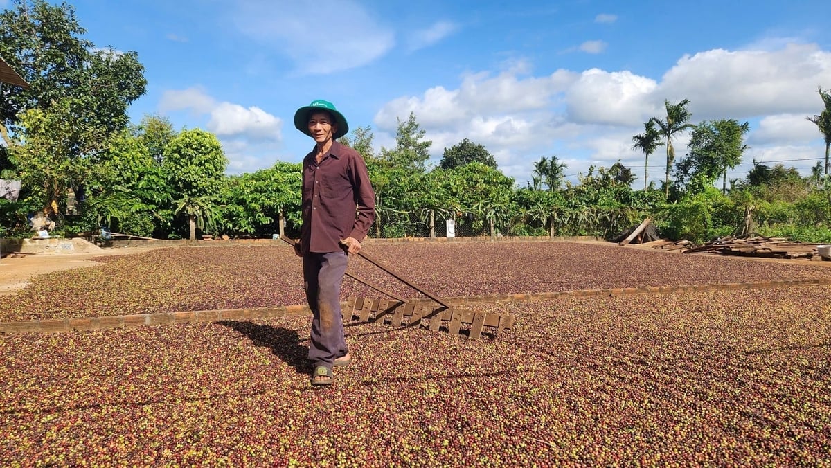 Nhờ trồng cà phê theo hướng hữu cơ bền vững, 2,2ha cà phê của ông Trần Văn An thu được 10 tấn nhân khô. Ảnh: Trần Đăng Lâm.     