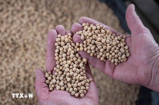 Açıklayıcı fotoğraf. (Fotoğraf: AFP/VNA)