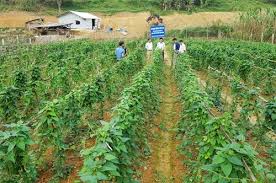 Cao Bang: Science, technology and innovation create momentum for socio-economic development - Photo 2.
