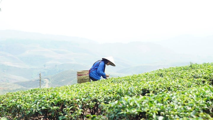 Khoa học và công nghệ: Hạt nhân bứt phá phát triển và giảm nghèo ở Lai Châu - Ảnh 1.