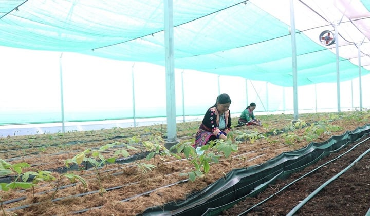 Khoa học và công nghệ: Hạt nhân bứt phá phát triển và giảm nghèo ở Lai Châu - Ảnh 2.