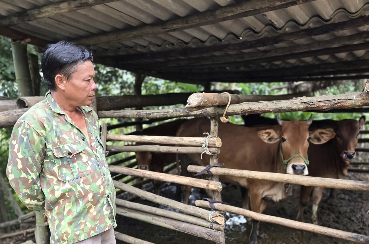 Ông Quyền đã vươn lên thoát nghèo chỉ sau hơn một năm nhận bò sinh sản do nhà nước hỗ trợ. Ảnh: Hoàng Nghĩa.