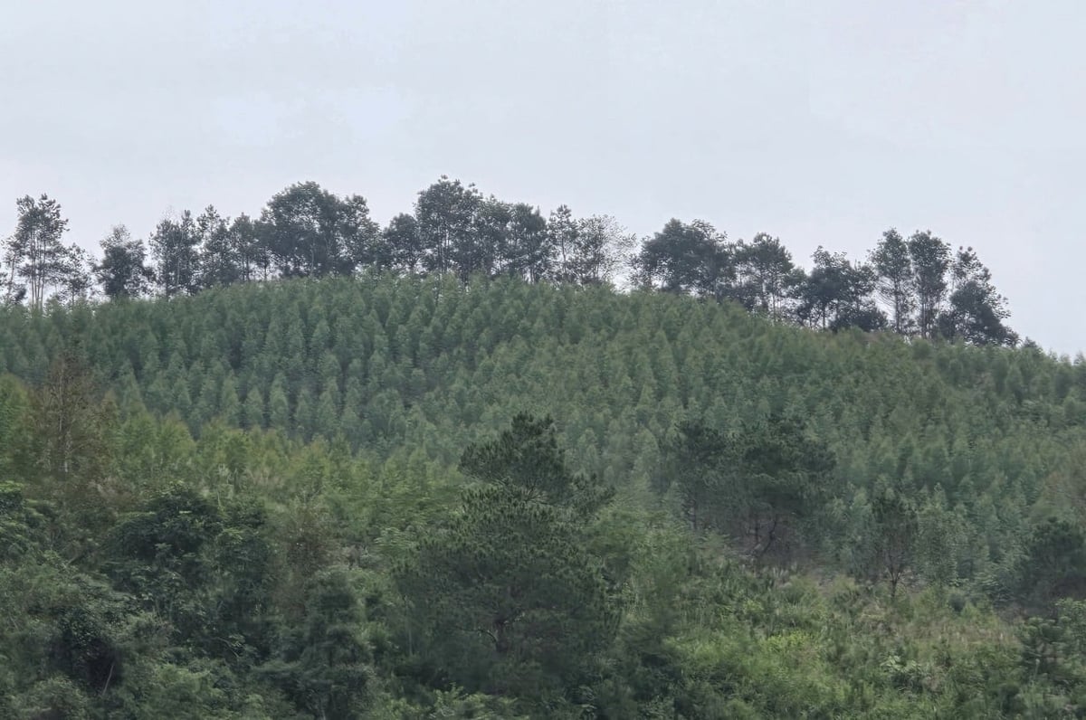 Rừng của ông Quyền đang lớn lên đồng đều, xanh thẳng tắp, như minh chứng cho một sinh kế bền vững đang dần hình thành. Ảnh: Hoàng Nghĩa.