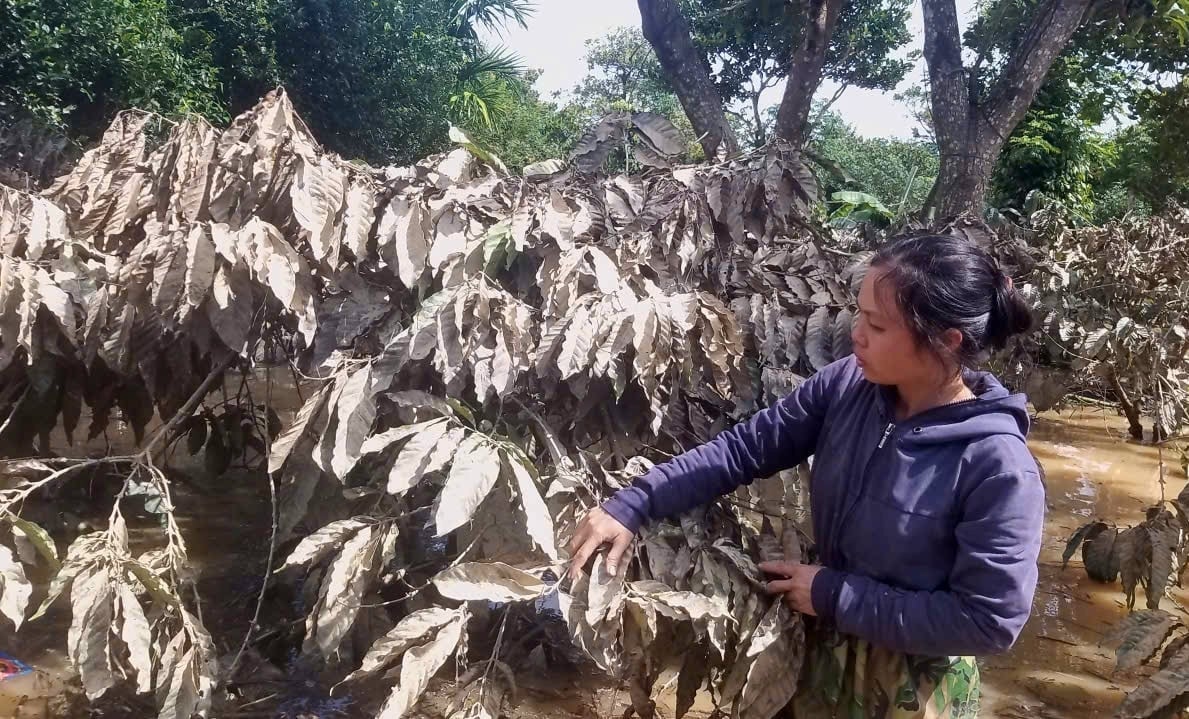 Nhiều diện tích cây trồng công nghiệp ở tỉnh Đắk Lắk bị ngập nước, hư hại. Ảnh: Trần Thọ.