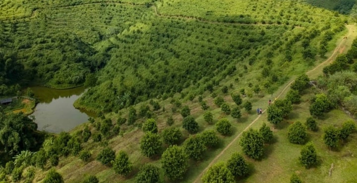 Điện Biên: Ứng dụng khoa học, công nghệ và đổi mới sáng tạo thúc đẩy phát triển và giảm nghèo bền vững - Ảnh 2.