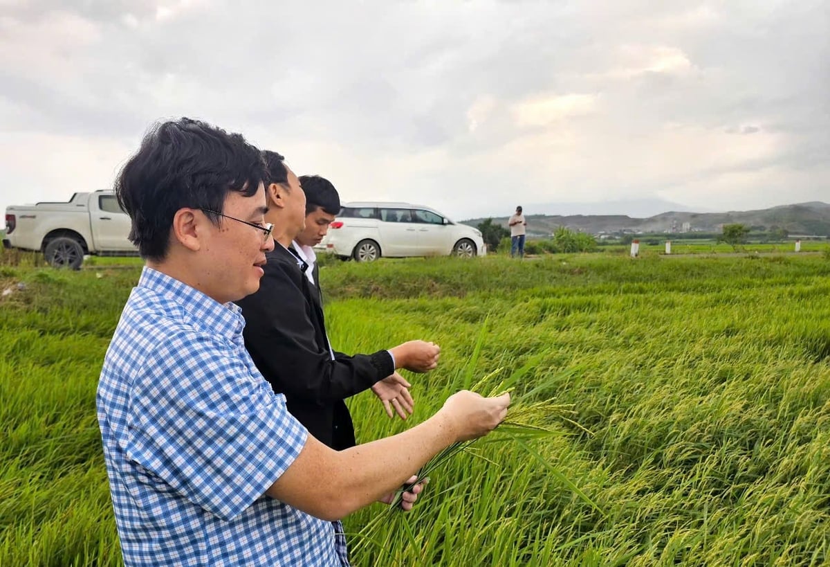 Đoàn công tác Cục Trồng trọt và BVTV kiểm tra vùng lúa bị ngập ở tỉnh Khánh Hòa. Ảnh: KS.