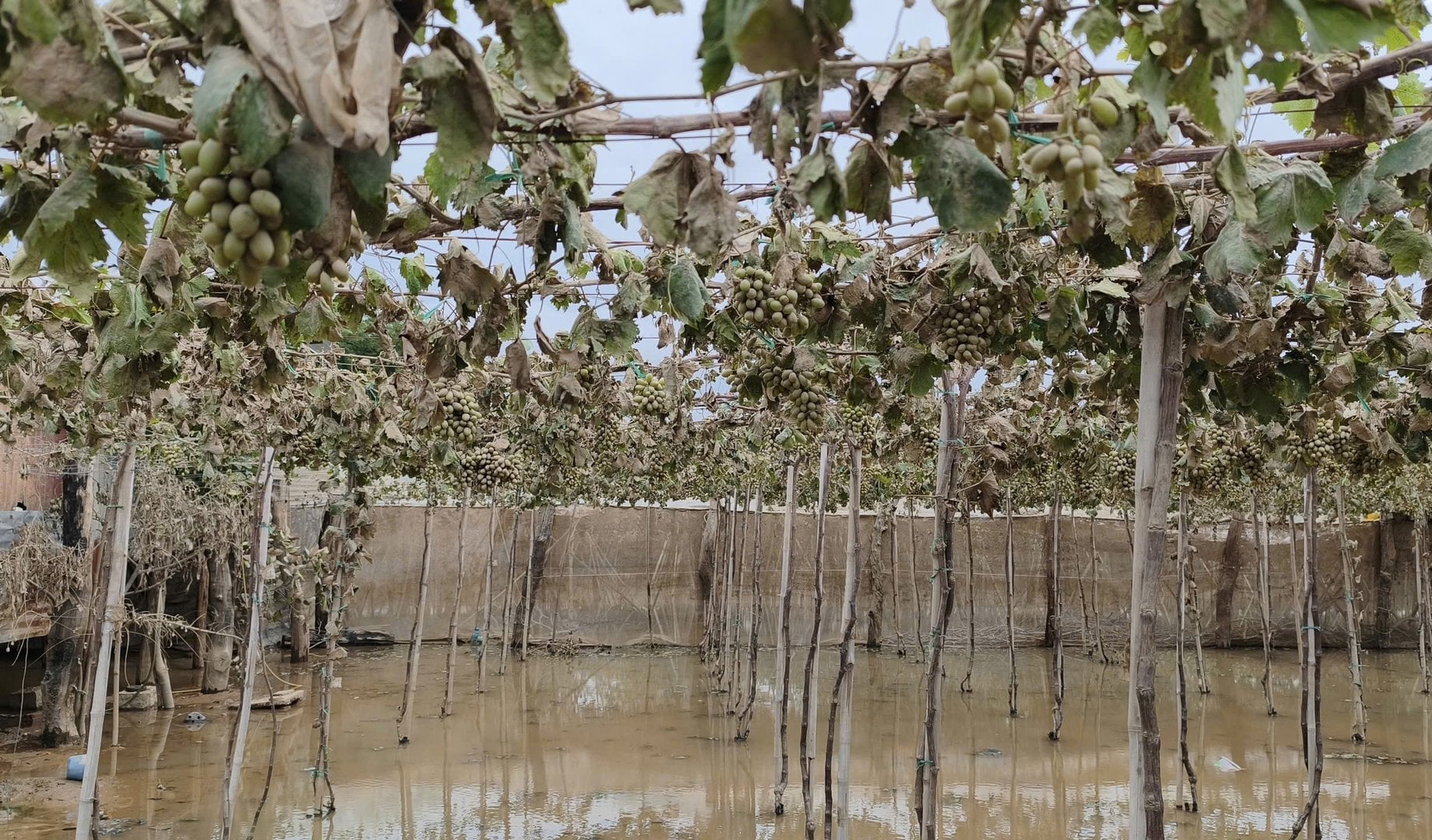 Nhiều diện tích nho ở tỉnh Khánh Hòa cũng bị hư hại do ngập lụt. Ảnh: KS.