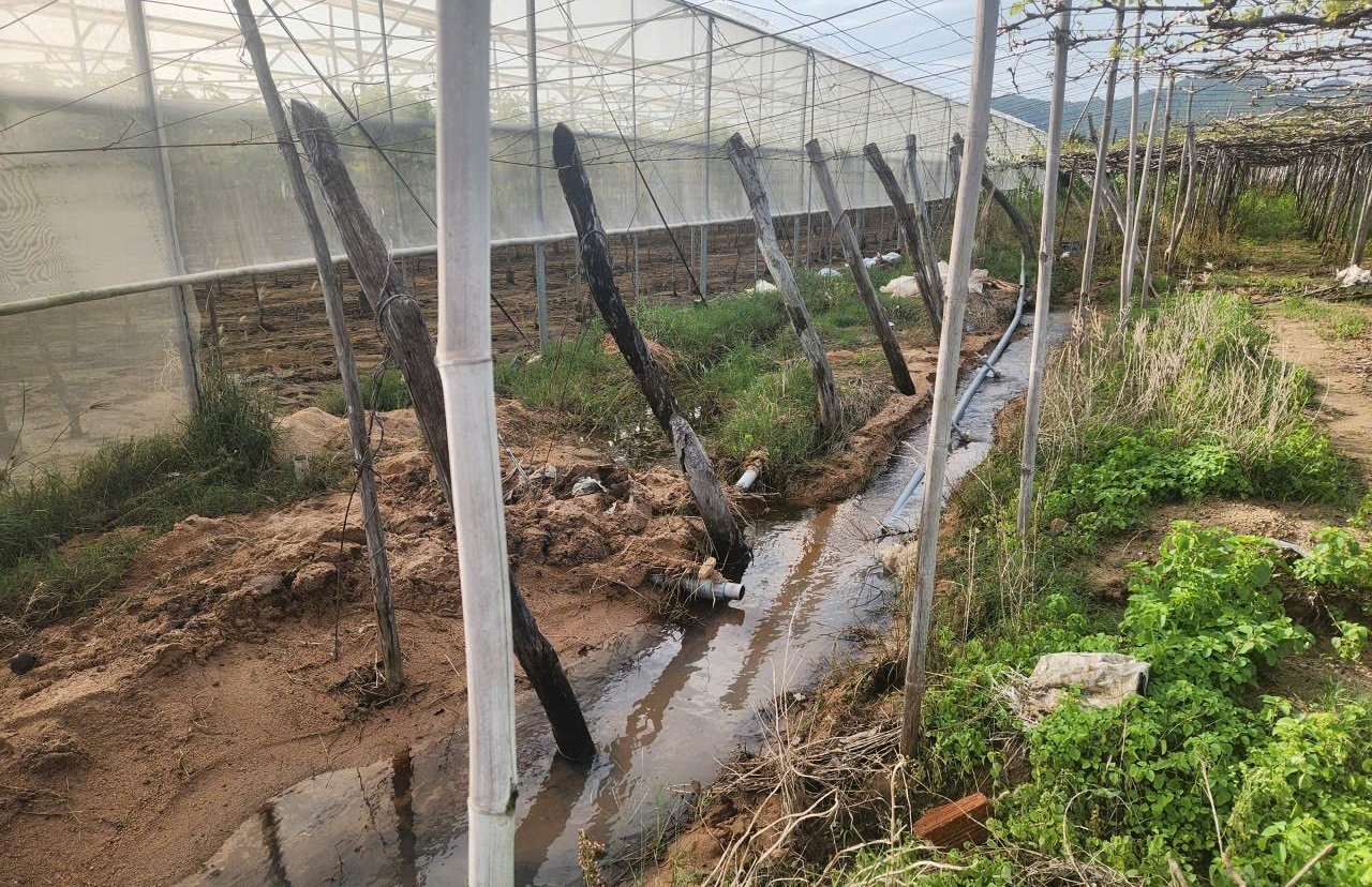 Nông dân đặt máy bơm để tháo rút nước trong vườn. Ảnh: KS.