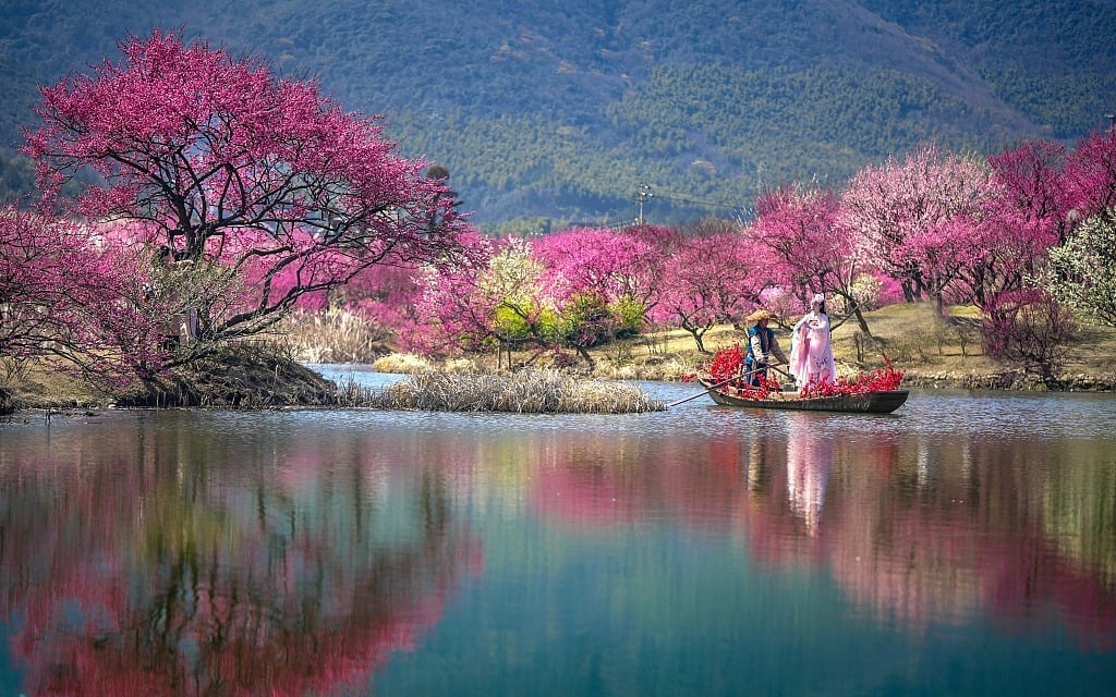 Vườn hoa mận nở rộ vào tháng 2 hàng năm ở thành phố Hồ Châu, tỉnh Chiết Giang, Trung Quốc. Ảnh: VCG.