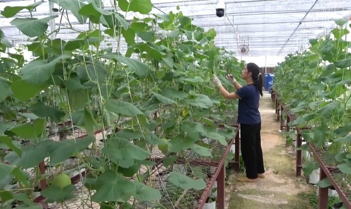 Aplicaciones de alta tecnología crean nuevos medios de vida para los agricultores de Cao Bang - Foto 1.