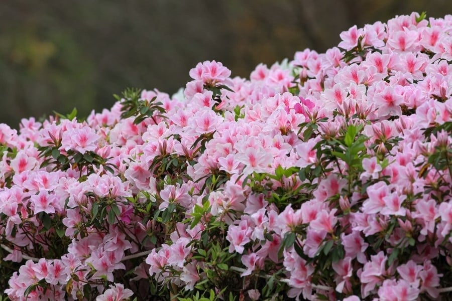 Hoa đỗ quyên là một trong những loài hoa nổi tiếng và lâu đời nhất của Trung Quốc. Ảnh: Riba.