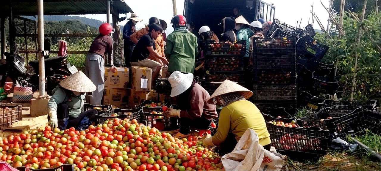 ប្រជាពលរដ្ឋ​នៅ​តំបន់​ដាច់ស្រយាល​ទំនប់​រ៉ុង ប្រមូល​កសិផល​ជួយ​ដល់​ប្រជាពលរដ្ឋ​នៅ​តំបន់​រងគ្រោះ​ដោយ​ទឹកជំនន់។