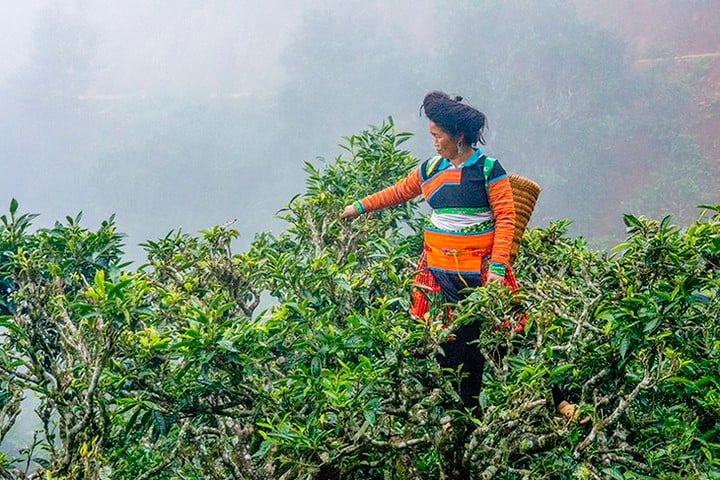 Sơn La bứt phá nhờ khoa học, công nghệ và đổi mới sáng tạo - Ảnh 1.