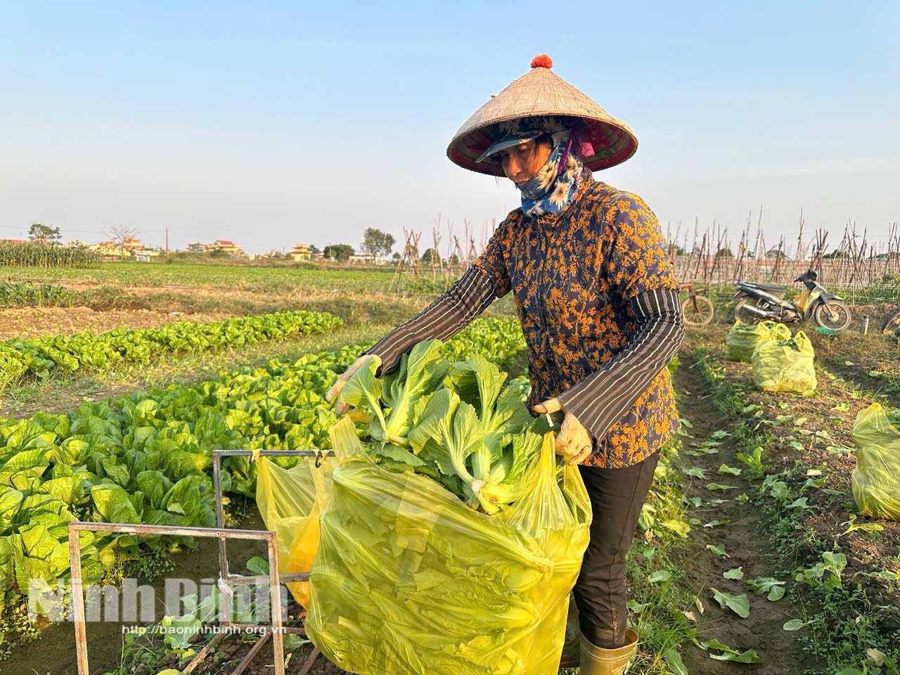 La Sra. Bui Thi Nu (aldea de Dong Mai, comuna de Yen Khanh) cosecha la cosecha temprana del invierno.
