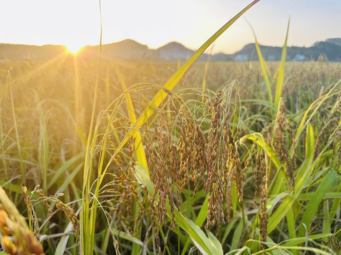 Hợp Thành: Miền ký ức nảy mầm từ bản sắc Tày- Ảnh 5.