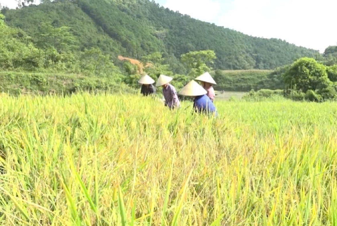 Thuy Hung'un gıda üretimi yılda 3.500 tonu aşıyor ve bu da komünün gıda güvenliğini korumasına yardımcı oluyor. Fotoğraf: Hoang Nghia.