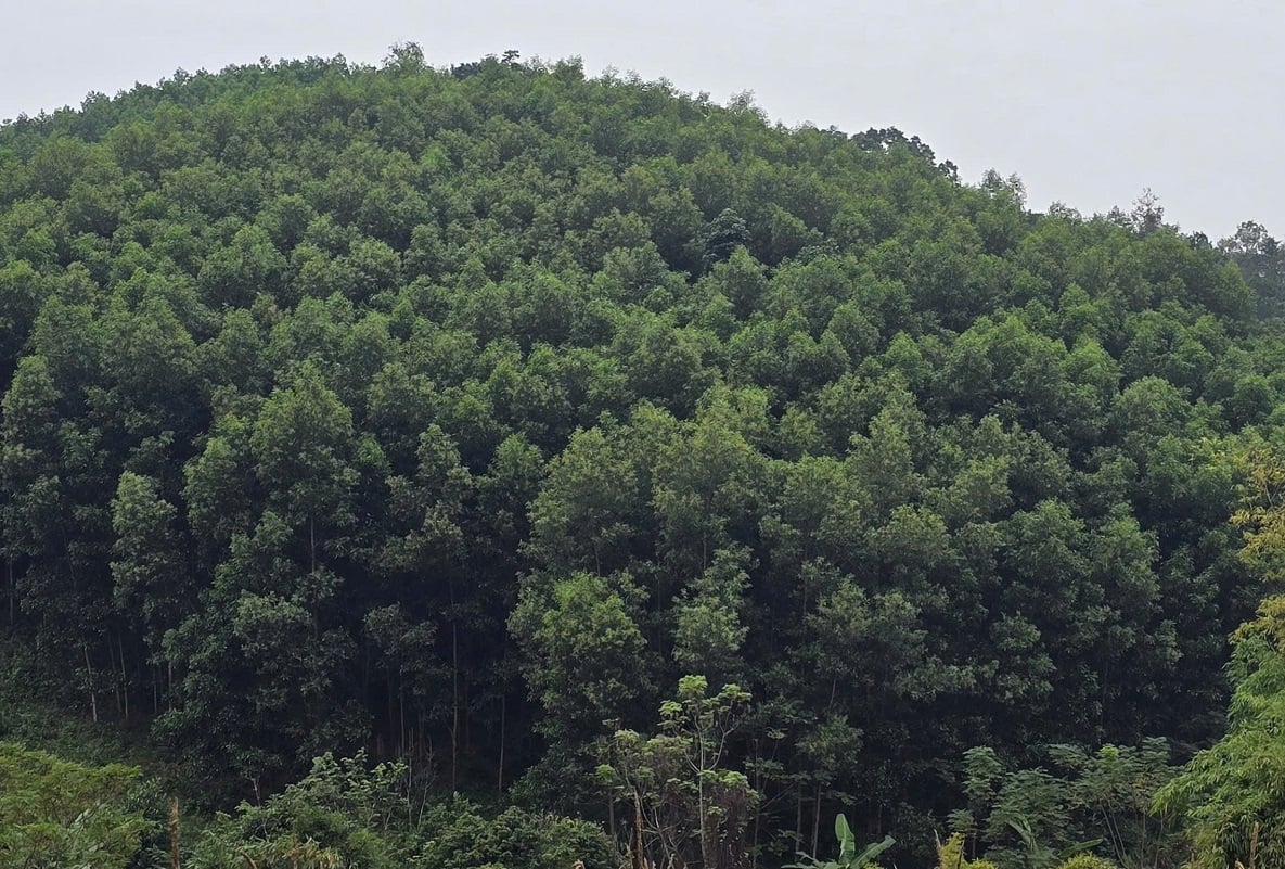 Thuy Hung'da ormancılık sadece ekonomik bir sektör değil, aynı zamanda tüm sınır bölgesinde sosyal güvenliğin de bir ayağıdır. Fotoğraf: Hoang Nghia.