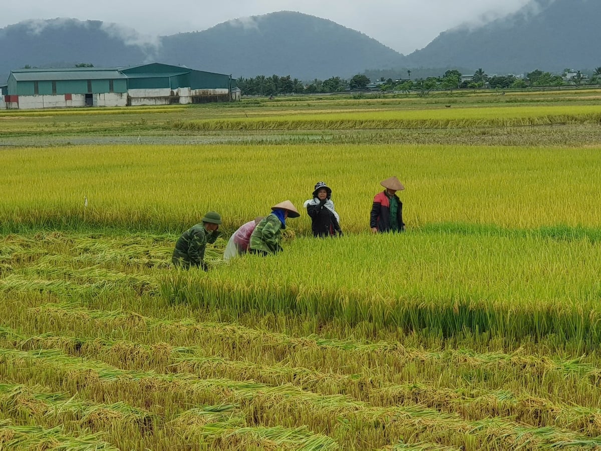 Người dân Điện Biên thu hoạch lúa trên diện tích được khôi phục sau ảnh hưởng mưa lũ. Ảnh: Hoàng Châu. 