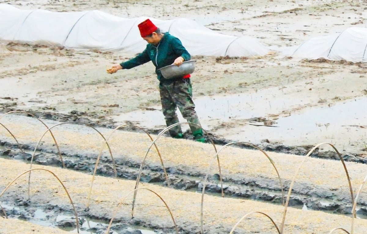 Công tác giống và thời vụ cần đặc biệt quan tâm nhằm hạn chế thiệt hại trong giai đoạn đầu xuống giống. Ảnh: Thanh Nga.