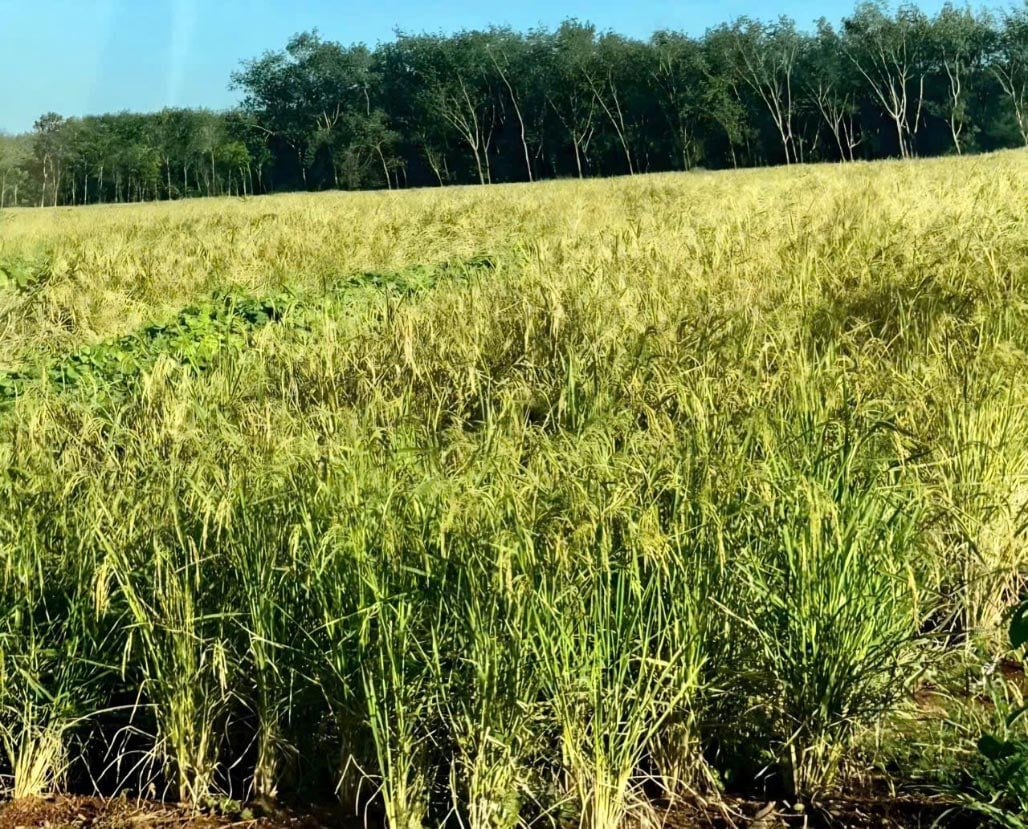 Exuberantes arrozales del pueblo Stieng en la comuna de Long Ha