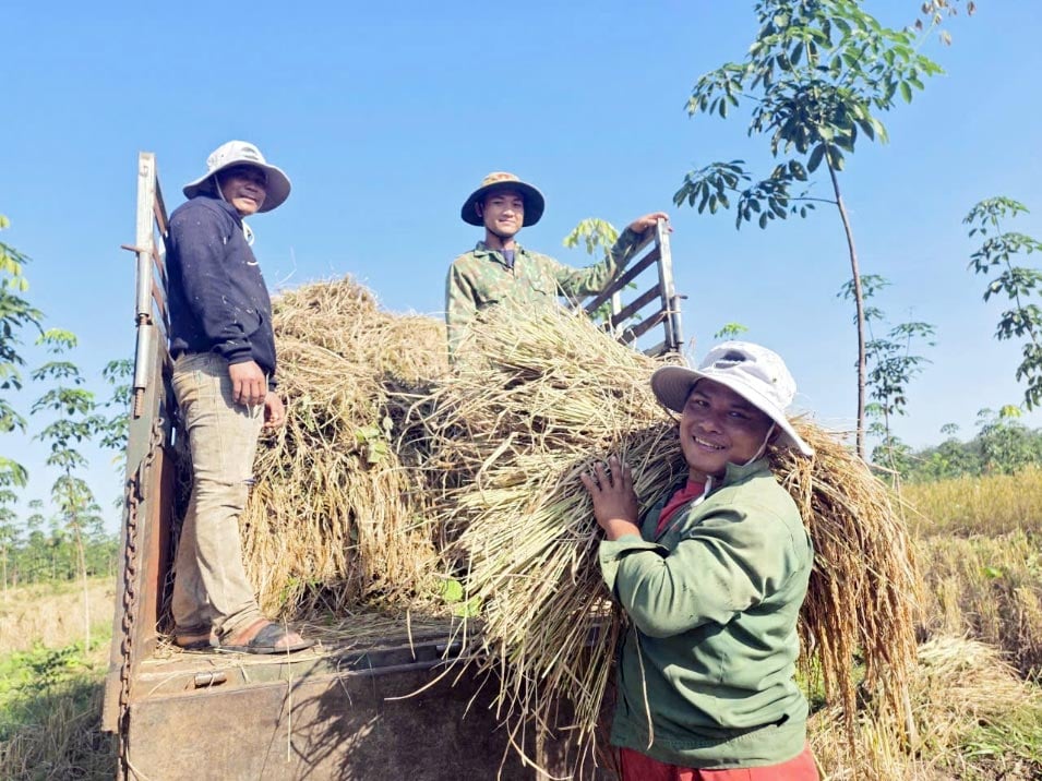 La gente de Stieng en la comuna de Long Ha está emocionada de cosechar arroz de secano.