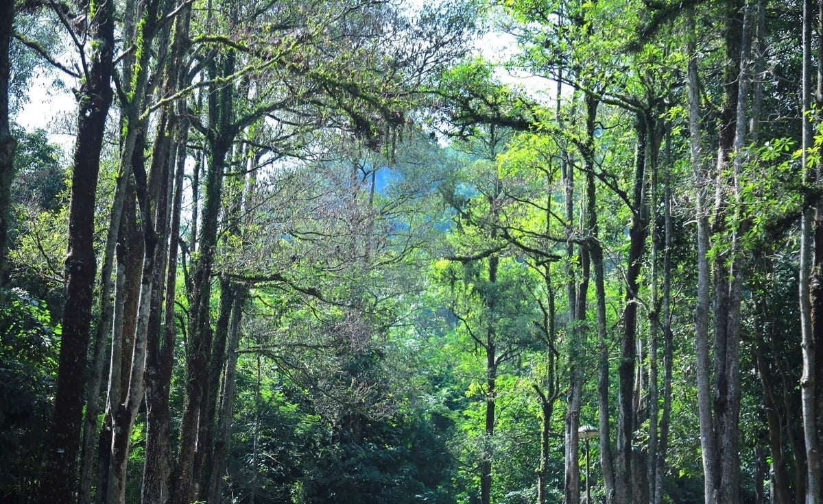 Với diện tích rừng lớn tốp đầu cả nước, Nghệ An sở hữu nhiều lợi thế để tham gia thị trường carbon. Ảnh: Việt Khánh.