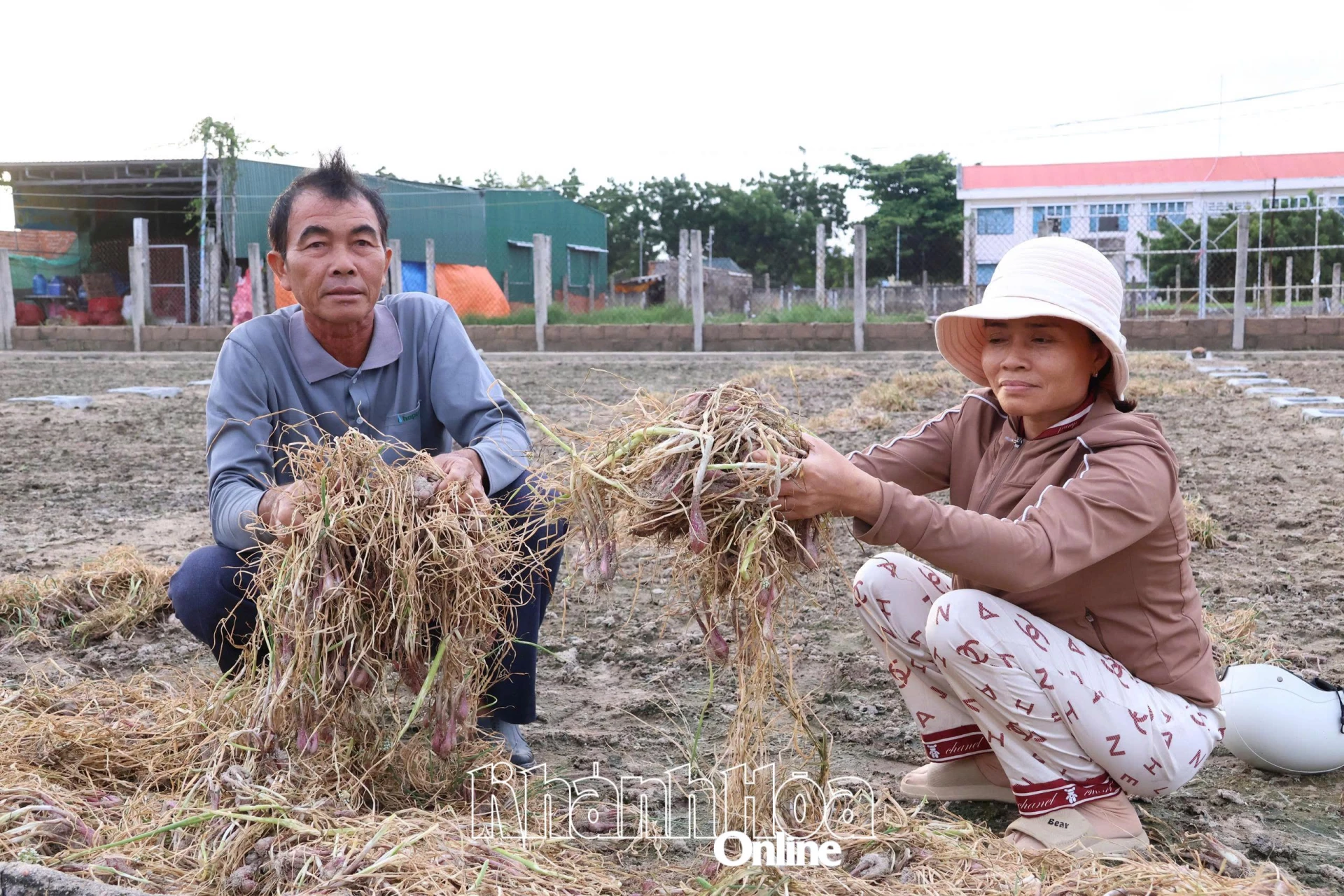 Gia đình bà lê Thị Hồng bên những ruộng hành tím vừa nhổ bỏ.