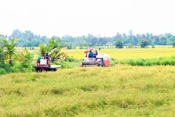 לפרויקט האורז האיכותי, המשתרע על פני מיליון דונם, יש משמעות אסטרטגית, שמטרתו לבנות מחדש את ייצור האורז ולהגדיל את הכנסות החקלאים.