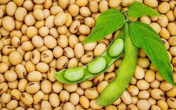 Trung Quốc mua 10 lô hàng đậu tương của Mỹ theo các hợp đồng mới